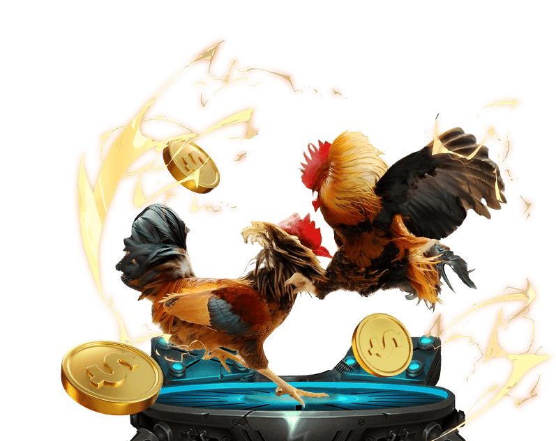 Cá cược đá gà VSbet